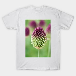 Allium sphaerocephalon AGM Round-headed garlic Round-headed leek T-Shirt